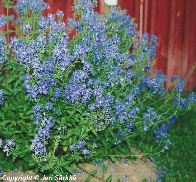  Veronica austriaca teucrium